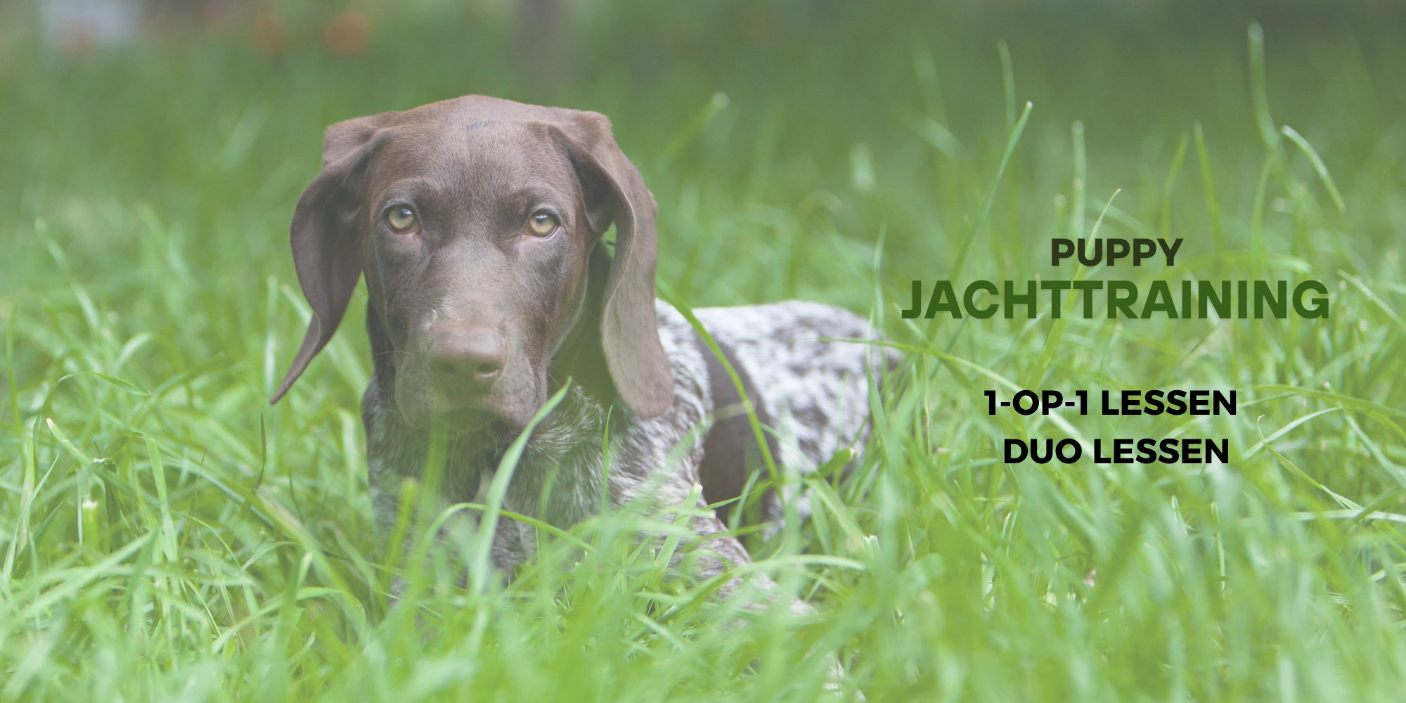 2 jachthondenpups
